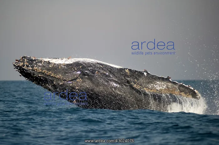 : Humpback Whale breaching : Humpback Whale breaching