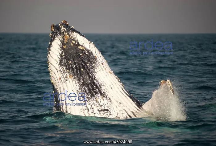 : Humpback Whale breaching : Humpback Whale breaching