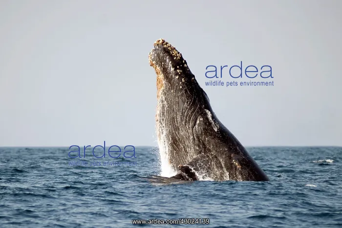 : Humpback Whale breaching : Humpback Whale breaching