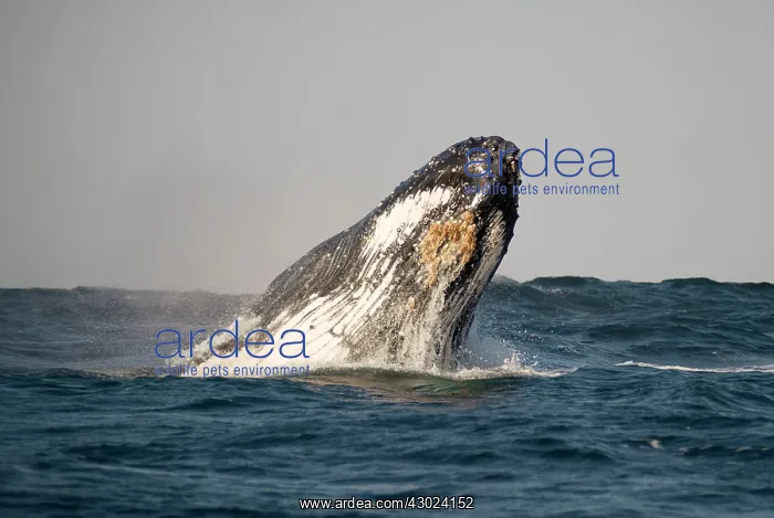 : Humpback Whale breaching : Humpback Whale breaching