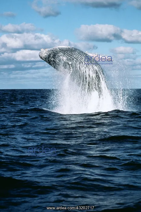 : Humpback Whale - Breaching : Humpback Whale - Breaching