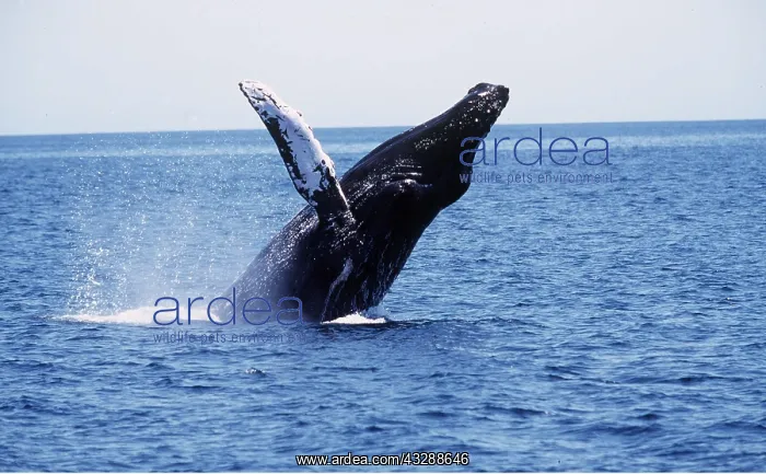 : HUMPBACK WHALE - BREACHING : HUMPBACK WHALE - BREACHING