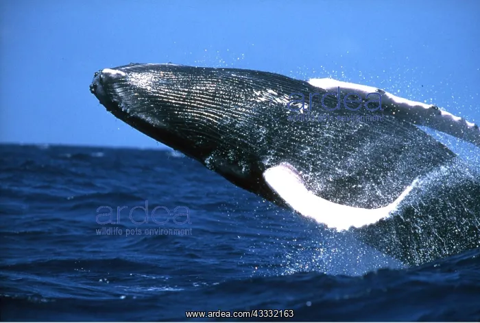 : HUMPBACK WHALE - BREACHING : HUMPBACK WHALE - BREACHING