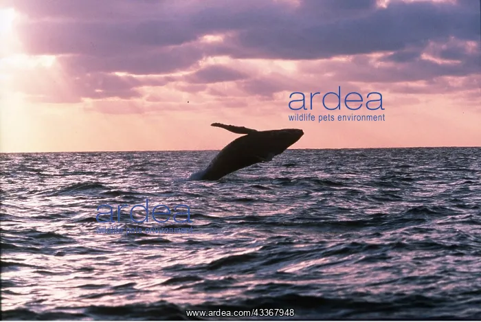 : HUMPBACK WHALE - BREACHING : HUMPBACK WHALE - BREACHING