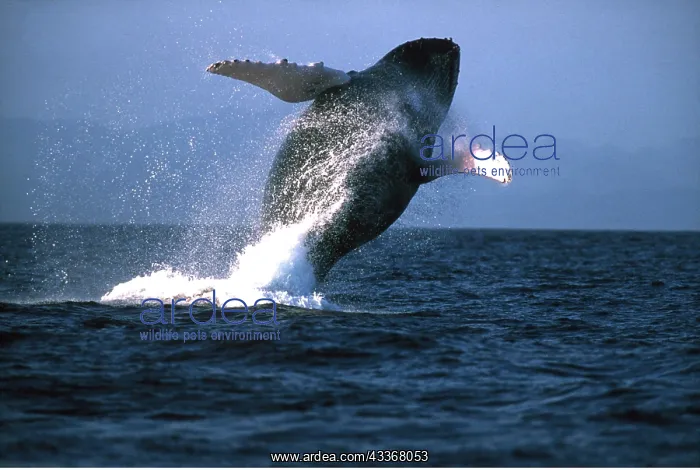: HUMPBACK WHALE - BREACHING : HUMPBACK WHALE - BREACHING