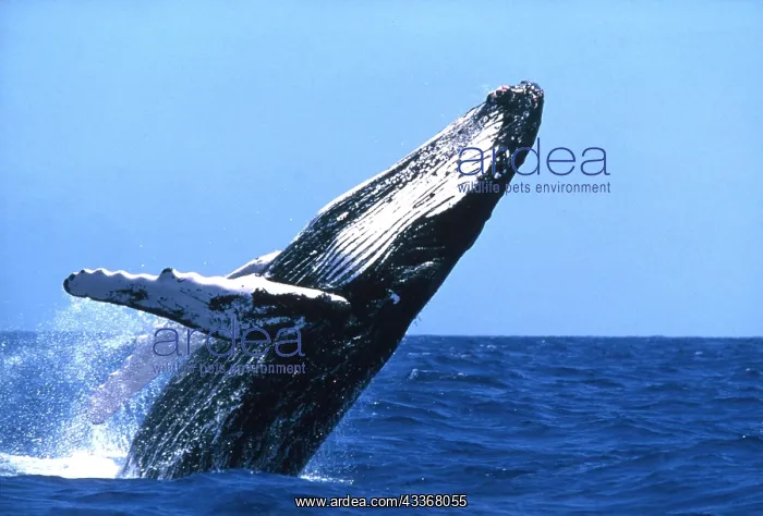 : HUMPBACK WHALE - BREACHING : HUMPBACK WHALE - BREACHING