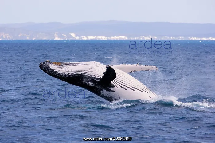 : Humpback Whale - breaching female whale in front : Humpback Whale - breaching female whale in front