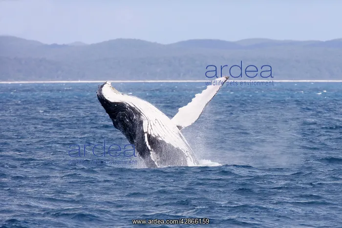 : Humpback Whale - breaching female whale in front : Humpback Whale - breaching female whale in front
