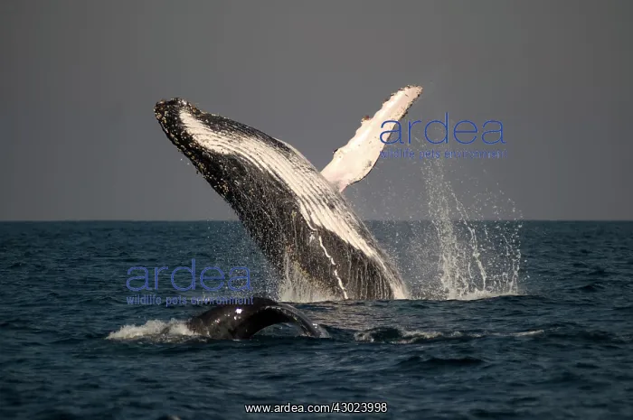 : Humpback Whale breaching with outstretched pectoral : Humpback Whale breaching with outstretched pectoral