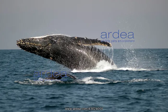 : Humpback Whale breaching with outstretched pectoral : Humpback Whale breaching with outstretched pectoral