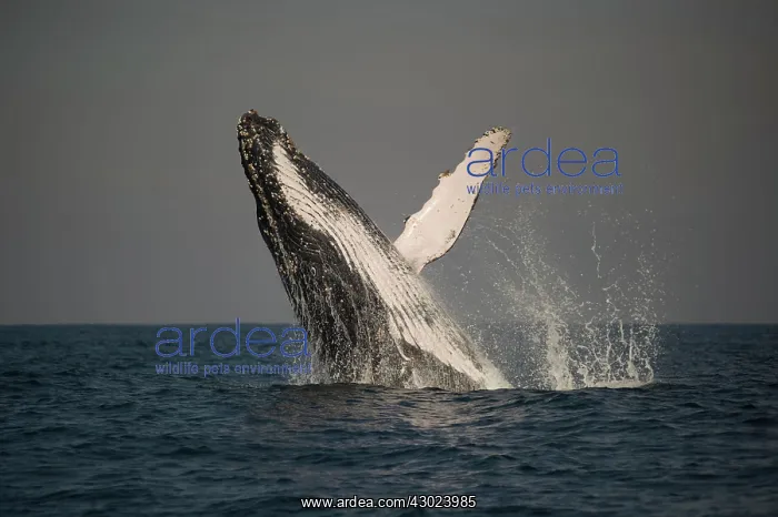 : Humpback Whale breaching with outstretched pectoral fin : Humpback Whale breaching with outstretched pectoral fin