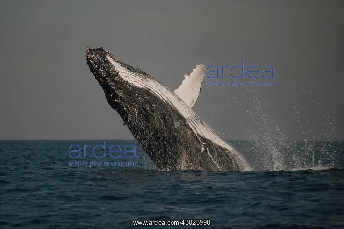 : Humpback Whale breaching with outstretched pectoral fin : Humpback Whale breaching with outstretched pectoral fin