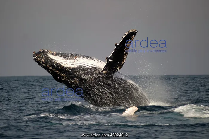 : Humpback Whale breaching with outstretched pectoral fin : Humpback Whale breaching with outstretched pectoral fin