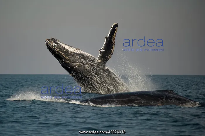: Humpback Whale breaching with outstretched pectoral fin : Humpback Whale breaching with outstretched pectoral fin