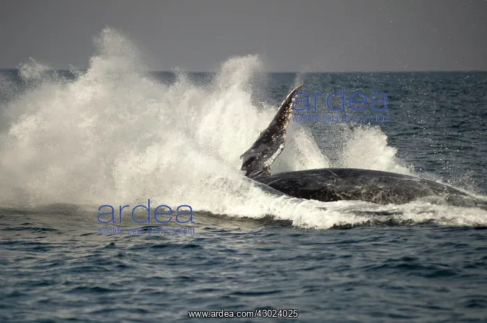  : Humpback Whale breaching with outstretched pectoral fin