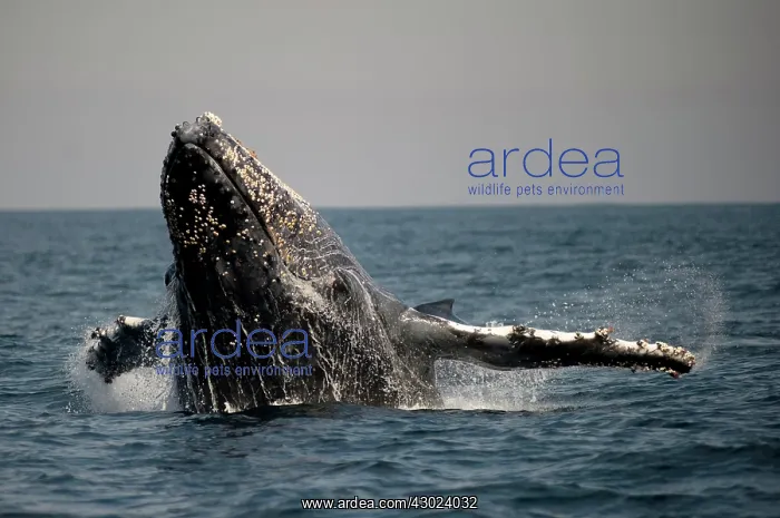 : Humpback Whale breaching with outstretched pectoral fin : Humpback Whale breaching with outstretched pectoral fin