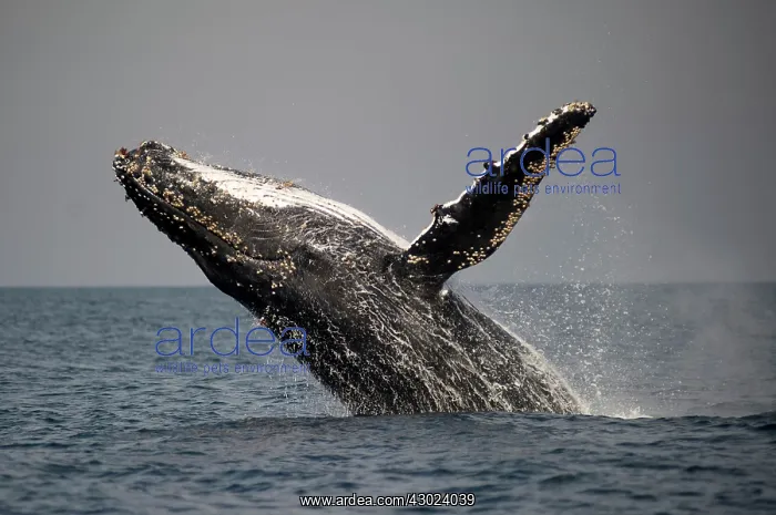 : Humpback Whale breaching with outstretched pectoral fin : Humpback Whale breaching with outstretched pectoral fin