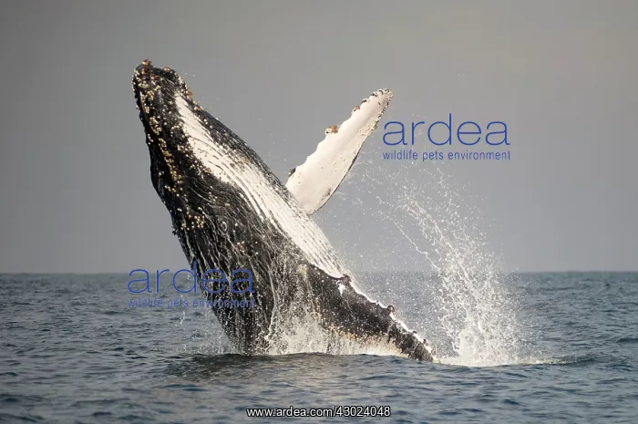 : Humpback Whale breaching with outstretched pectoral fin : Humpback Whale breaching with outstretched pectoral fin