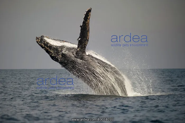 : Humpback Whale breaching with outstretched pectoral fin : Humpback Whale breaching with outstretched pectoral fin