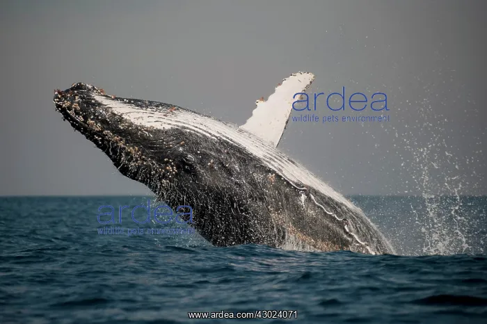 : Humpback Whale breaching with outstretched pectoral fin : Humpback Whale breaching with outstretched pectoral fin