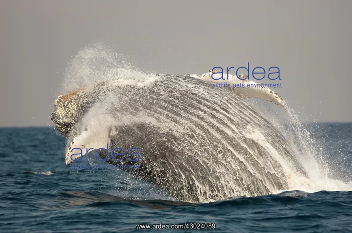 : Humpback Whale breaching with outstretched pectoral fin : Humpback Whale breaching with outstretched pectoral fin