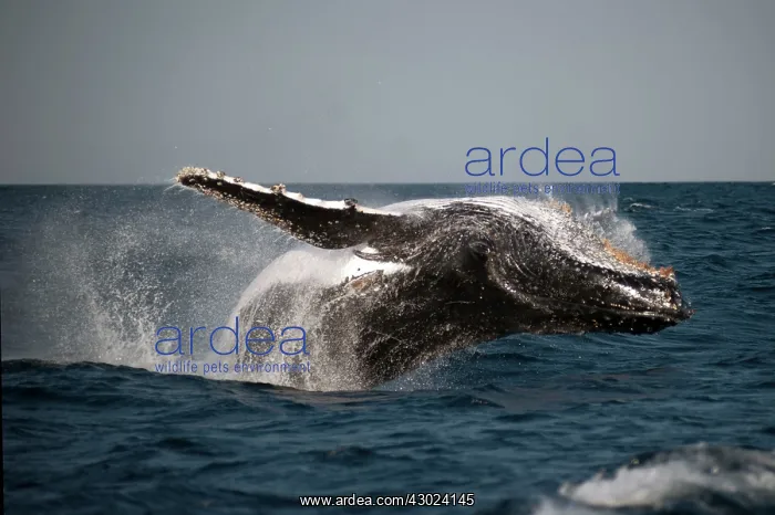 : Humpback Whale breaching with outstretched pectoral fin : Humpback Whale breaching with outstretched pectoral fin