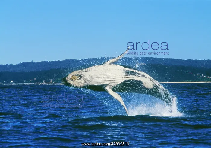 : Humpback WHALE - breaching, showing underside : Humpback WHALE - breaching, showing underside