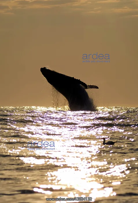 : Humpback Whale breaching at sunrise : Humpback Whale breaching at sunrise