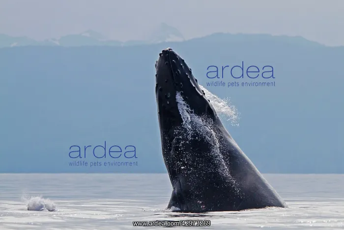 : Humpback Whale - breaching - the whale is leaping : Humpback Whale - breaching - the whale is leaping