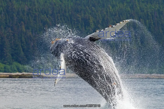 : Humpback Whale - breaching - the whale is leaping : Humpback Whale - breaching - the whale is leaping
