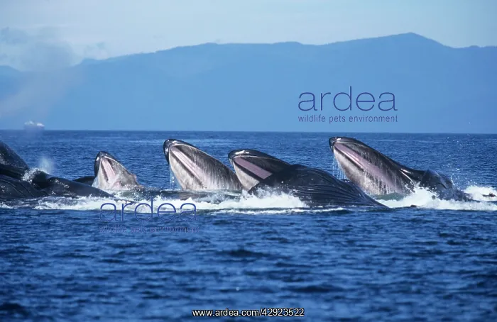 : Humpback Whale - bubble-net or cooperative feeding : Humpback Whale - bubble-net or cooperative feeding