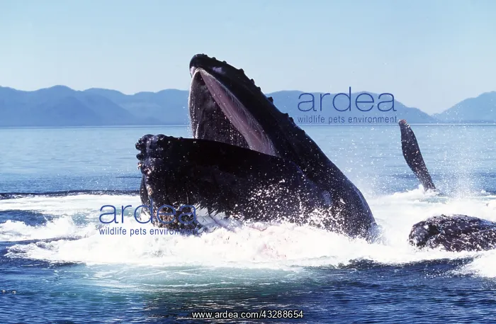 : HUMPBACK WHALE - Bubble net Feeding / Cooperateive feeding : HUMPBACK WHALE - Bubble net Feeding / Cooperateive feeding