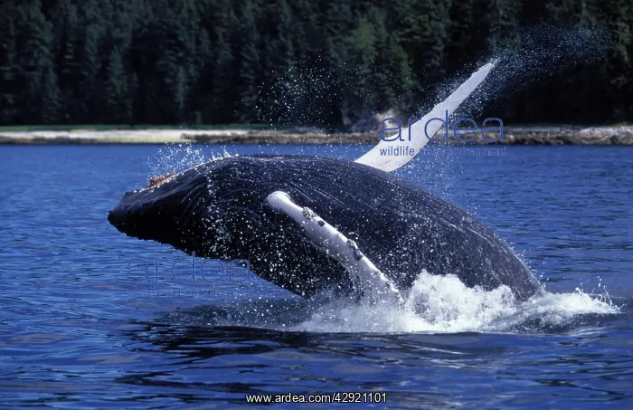 : Humpback Whale Calf - Breaching : Humpback Whale Calf - Breaching