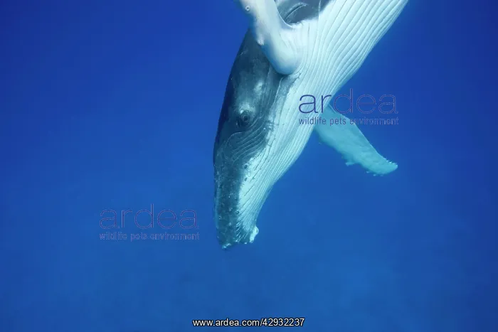 : Humpback whale - Calf, diving : Humpback whale - Calf, diving