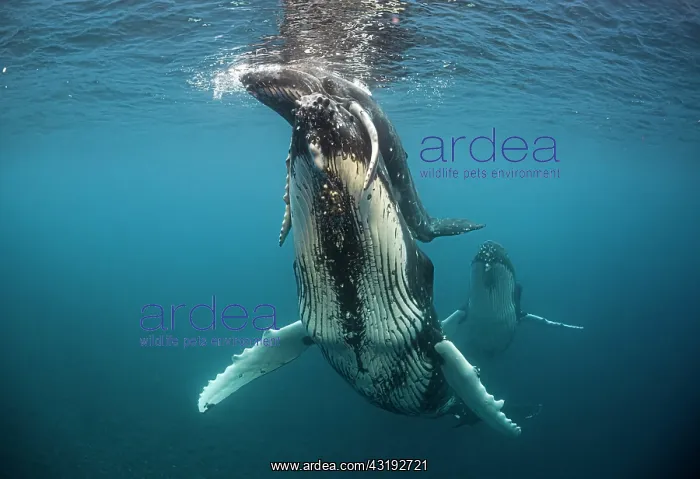 : Humpback whale and calf (Megaptera novaeangliae) : Humpback whale and calf (Megaptera novaeangliae)