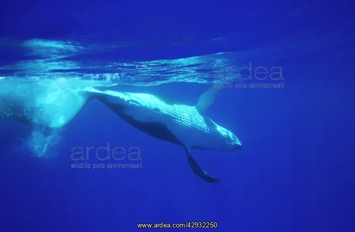 : Humpback whale - Calf, rolling and diving after : Humpback whale - Calf, rolling and diving after