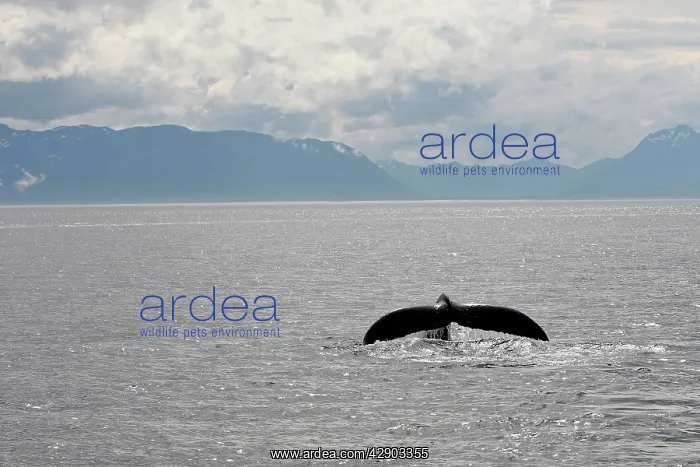 : Humpback Whale - caudal fin : Humpback Whale - caudal fin
