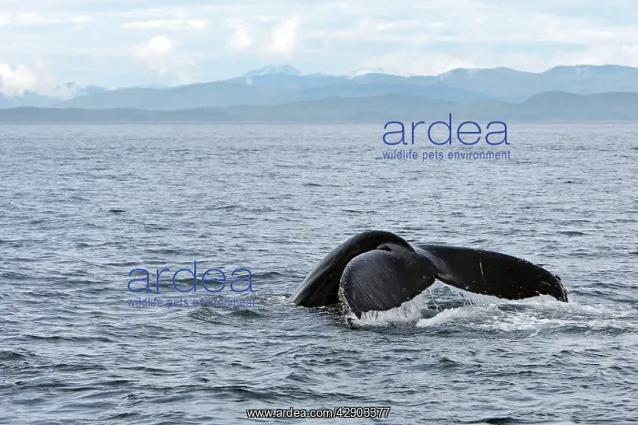 : Humpback Whale - Caudal fin : Humpback Whale - Caudal fin