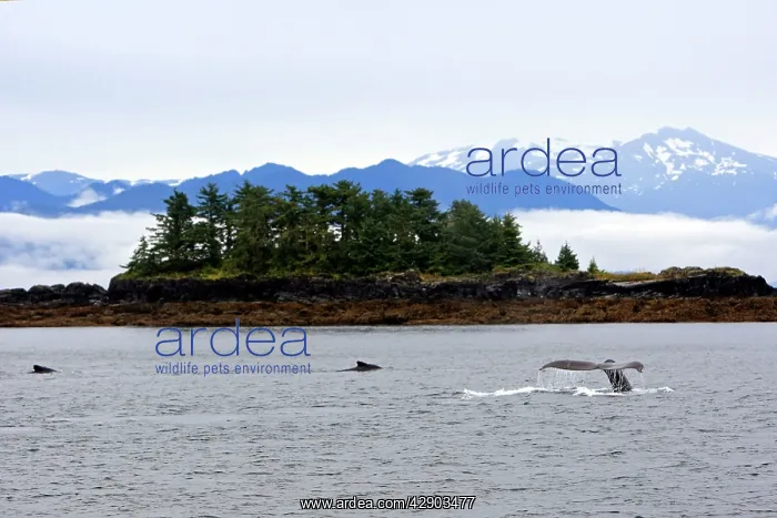 : Humpback Whale - Caudal fin : Humpback Whale - Caudal fin