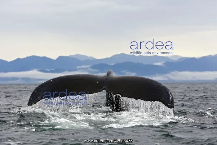  : Humpback Whale - Caudal fin