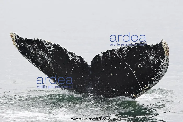 : Humpback whale - Caudal fin with barnacles : Humpback whale - Caudal fin with barnacles
