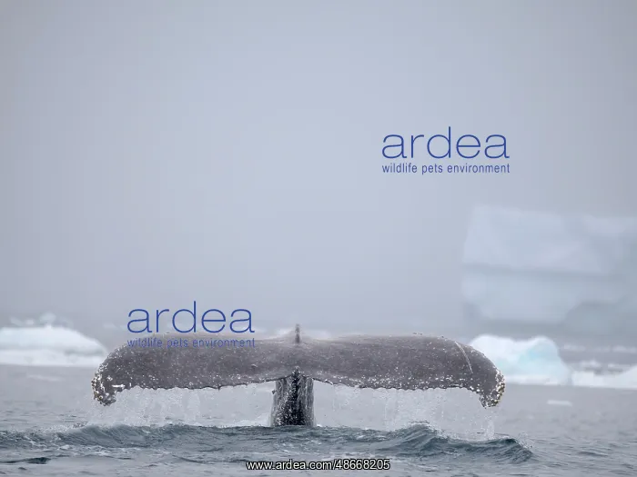 : Humpback Whale, close to the Antarctic Peninsula during late : Humpback Whale, close to the Antarctic Peninsula during late