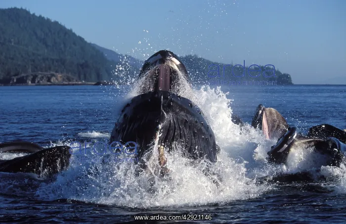 : Humpback Whale - Co-operative / bubble net feeding : Humpback Whale - Co-operative / bubble net feeding