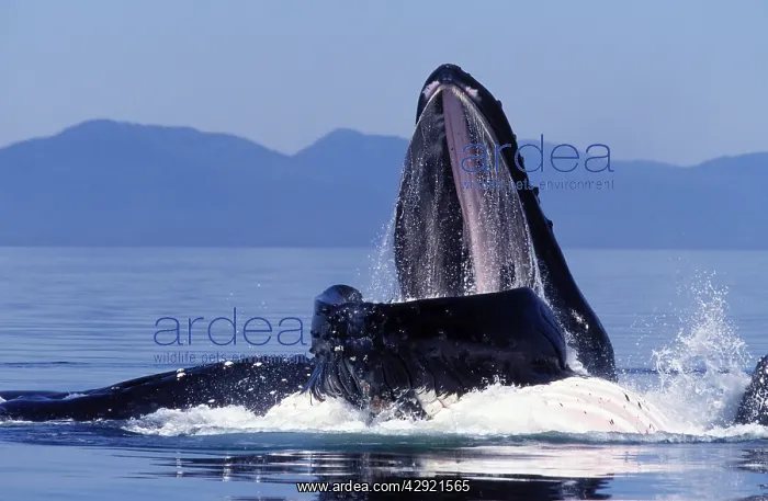 : Humpback Whale - Co-operative feeding / Bubble-net feeding : Humpback Whale - Co-operative feeding / Bubble-net feeding
