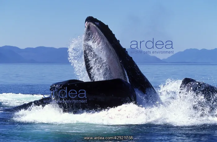 : Humpback Whale - Co-operative feeding / Bubble-net feeding : Humpback Whale - Co-operative feeding / Bubble-net feeding