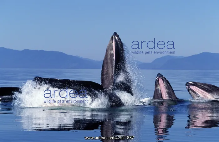 : Humpback Whale - Co-operative feeding / Bubble-net feeding : Humpback Whale - Co-operative feeding / Bubble-net feeding