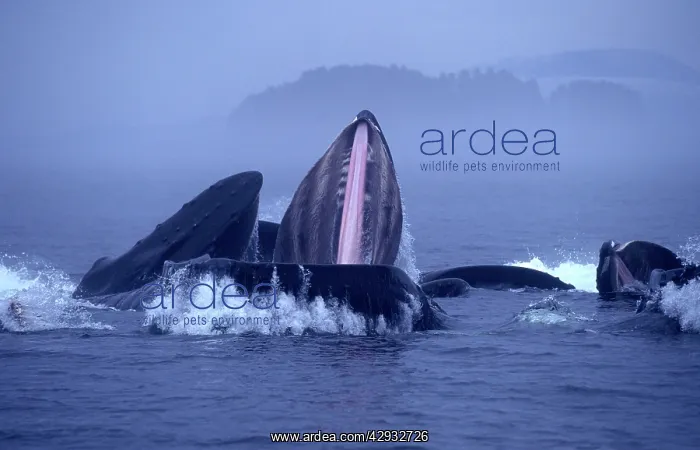 : Humpback whale - Cooperative feeding, or bubble-net feeding : Humpback whale - Cooperative feeding, or bubble-net feeding