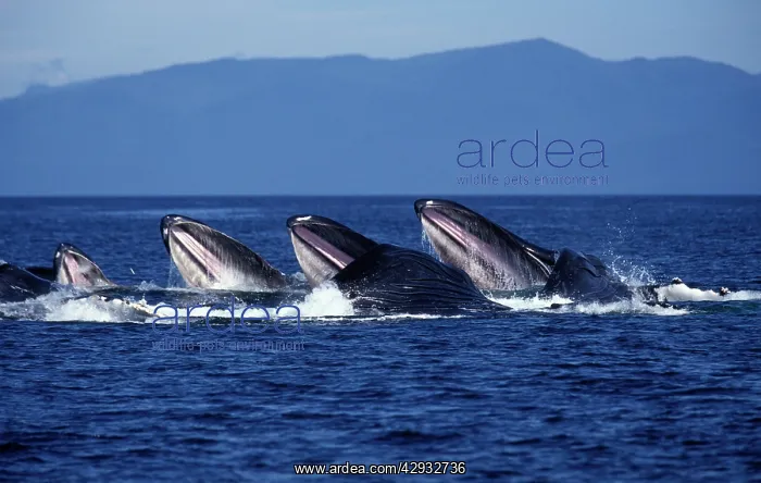 : Humpback whale - Cooperative feeding (Bubble net feeding) : Humpback whale - Cooperative feeding (Bubble net feeding)