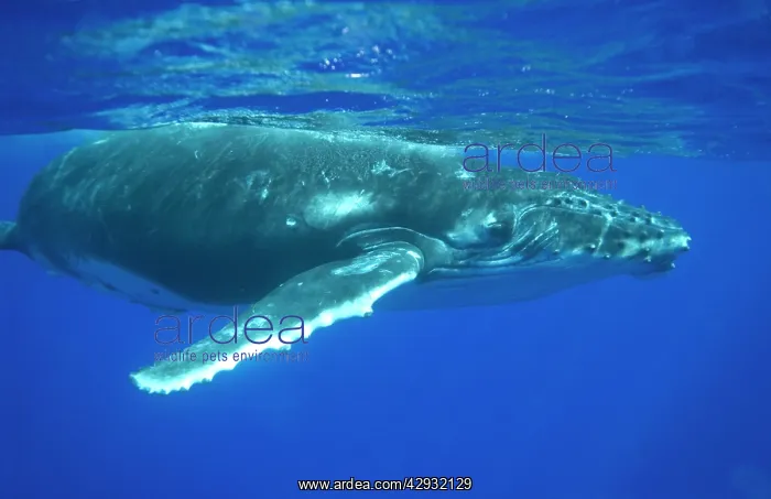 : Humpback whale - A curious calf approaches the photographer : Humpback whale - A curious calf approaches the photographer