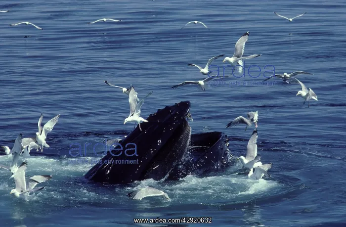 : Humpback WHALE - Disturbs flock of gulls as surfaces : Humpback WHALE - Disturbs flock of gulls as surfaces